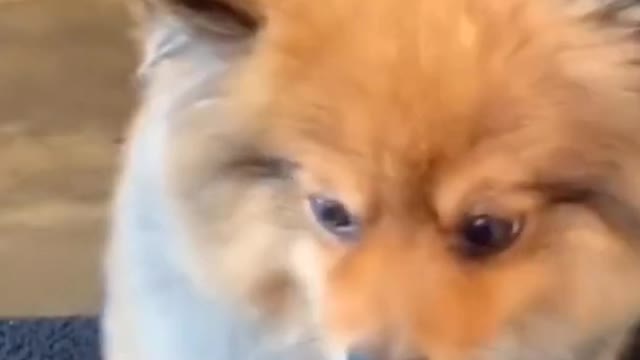 Cute puppy playing "guess the hand" with human❤️😍