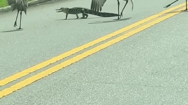 Cranes chasing a little alligator in Florida 😅