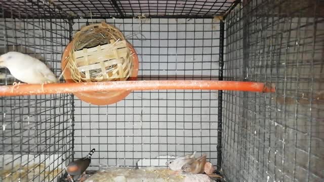 zebra finches baby birds.