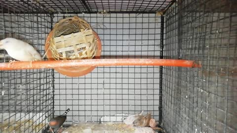 zebra finches baby birds.