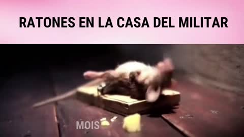 Si te Ries pierdes Nivel Dios