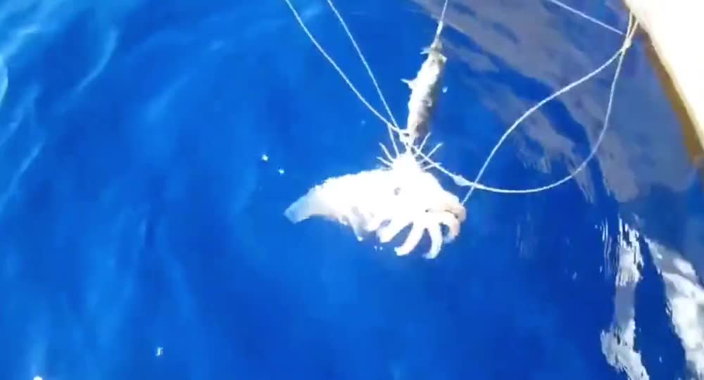 Jack hooked dozens of squid on a string and hit the target