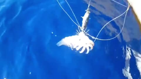 Jack hooked dozens of squid on a string and hit the target