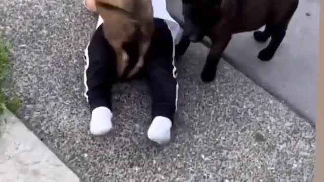 cute baby vs 2 cute puppy