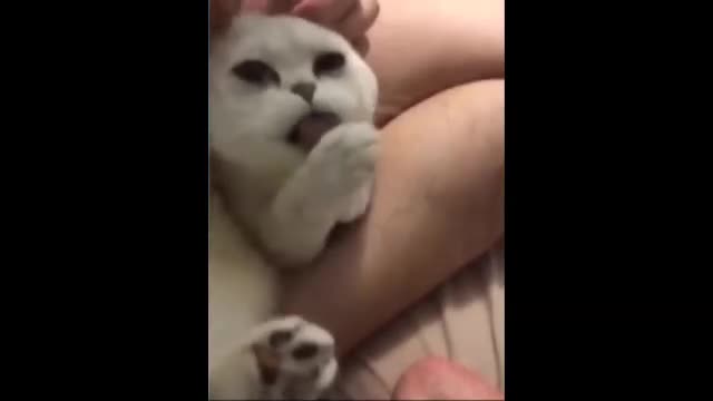 Cute And Funny Pets #7