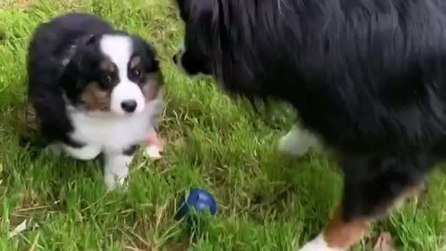 Dog gets puppy friend for birthday