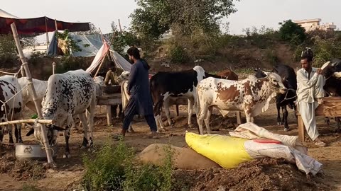 Bakra eid shopping