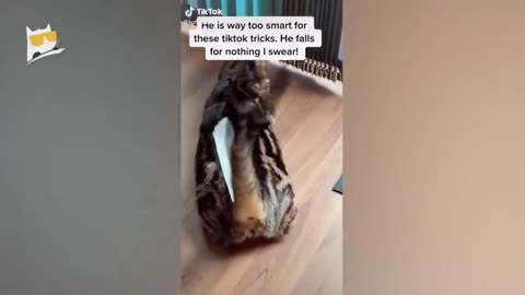 Funny animal videos