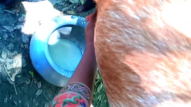 Goat milk washing video