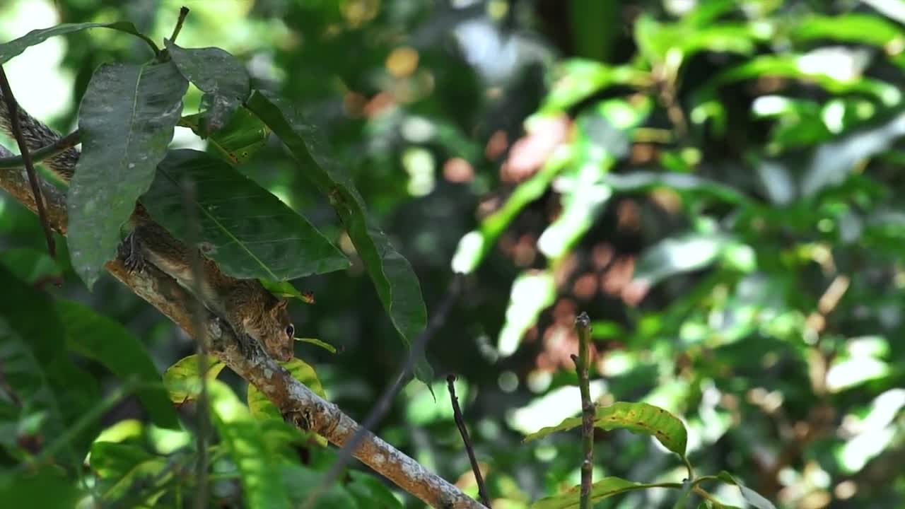 The squirrel, a little chipmunk, is sitting on a twig in the green mango tree