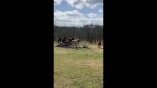 TX24 Mustangs & 1 Burro released onto acreage