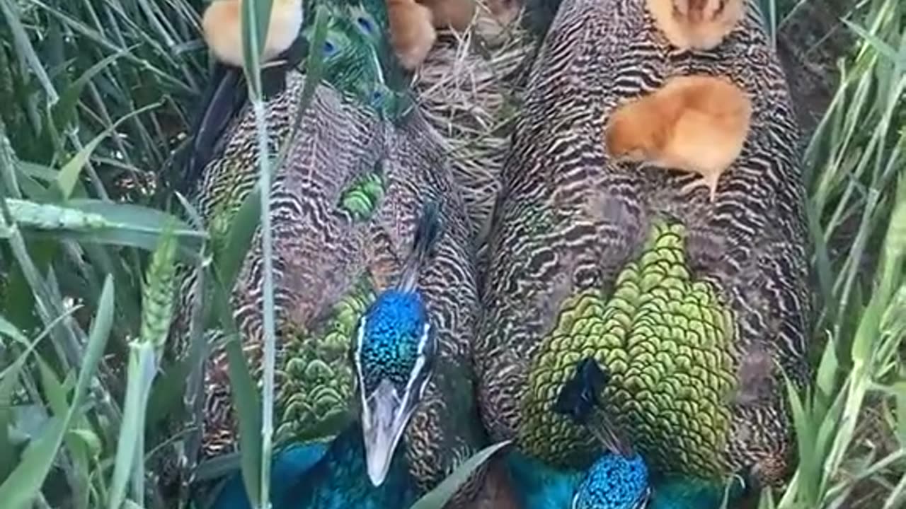 Peacock, the king of birds, and a chicken playing with it