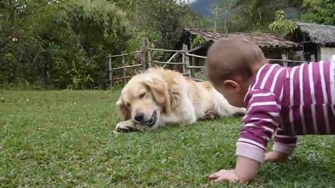 Baby and dog enjoy|funny videos