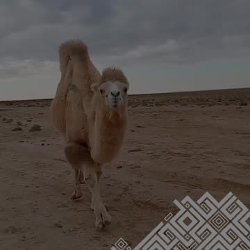 СОБАКА ЛАЕТ КАРАВАН ИДЕТ