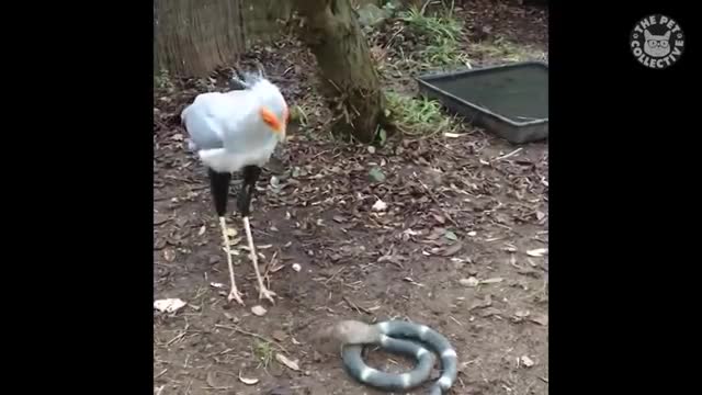 Hold on and try not to die laughing at the actions of these birds