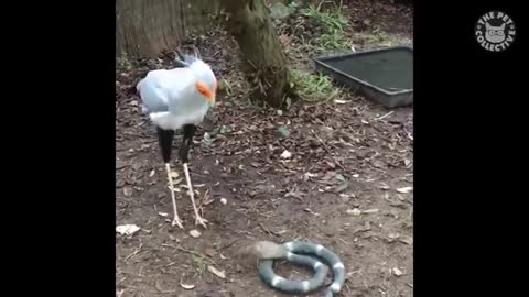 Hold on and try not to die laughing at the actions of these birds