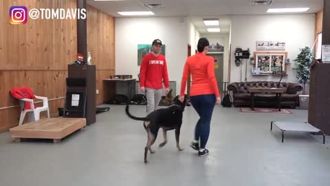 DOG TRANING VIDEO