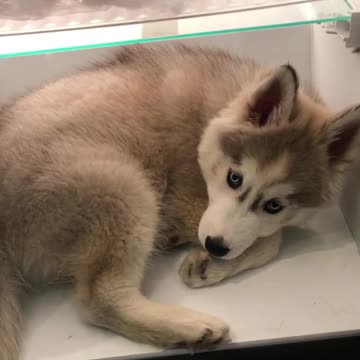 Husky Puppy Cools Down Inside Refrigerator Shelf