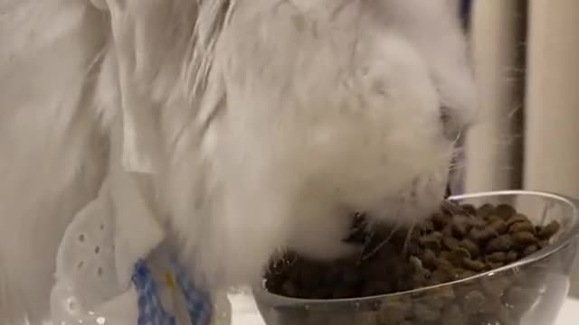 A cat eating a big meal