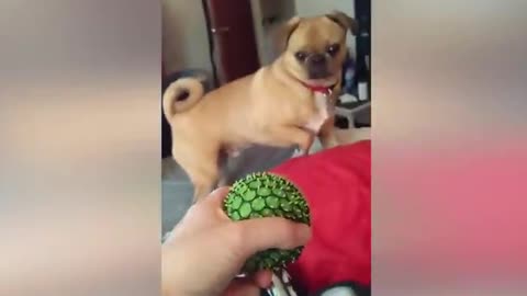 Funniest Babies And Animals Compilation || Just Laugh