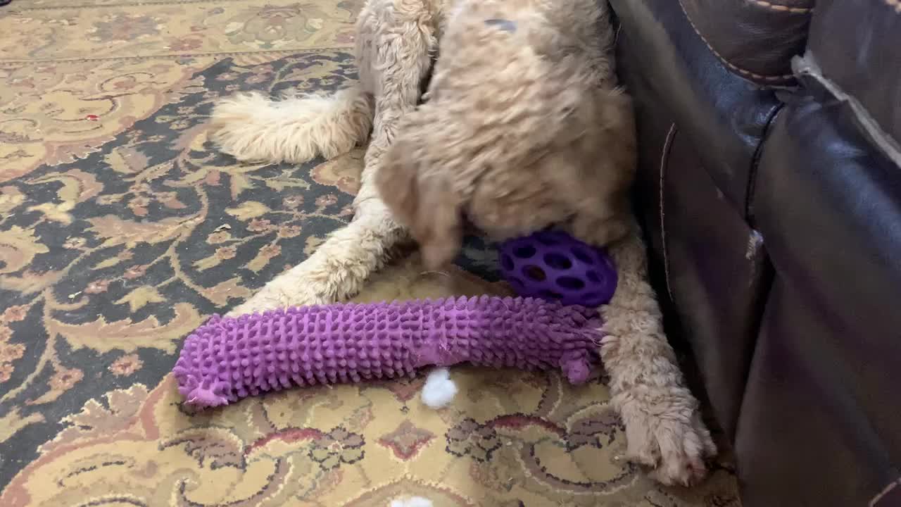 Puppy loves new toy