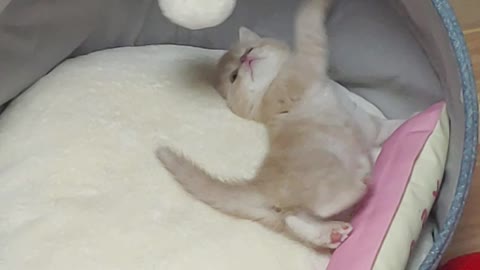 A baby cat that wants to play