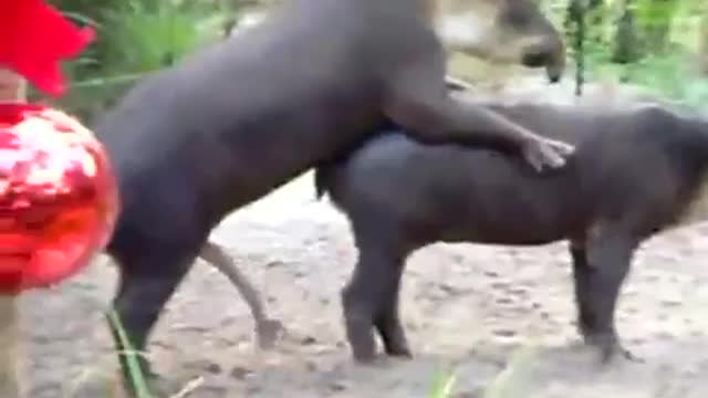 Animal intercourse