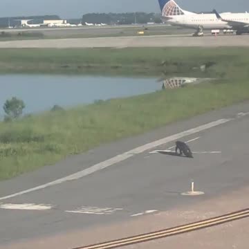 Alligator on airport runway in Florida delays plane
