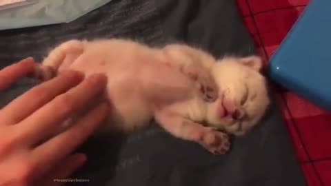 A newborn cat