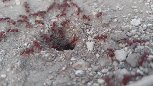 Ant hill