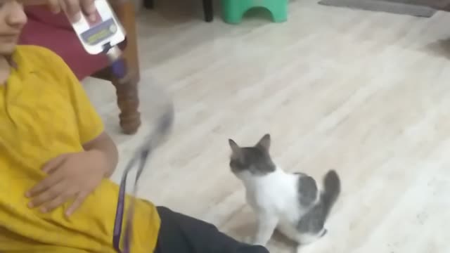 Funny playing kitten