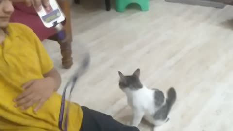 Funny playing kitten