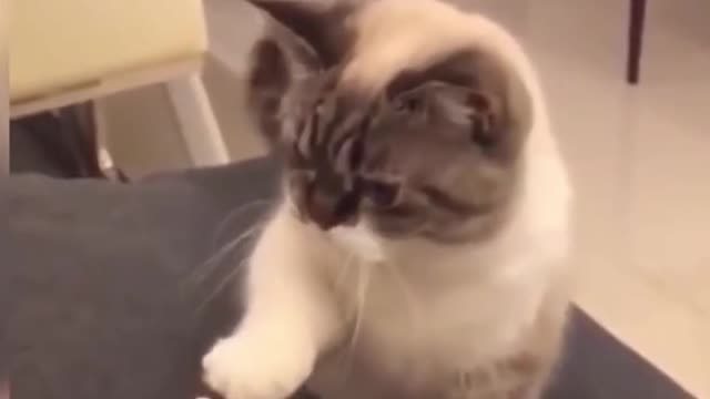 The Cutest Cat on the Internet / Funny Pet Videos