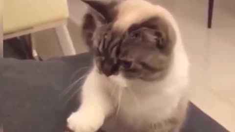 The Cutest Cat on the Internet / Funny Pet Videos