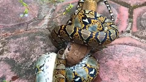 #cobra#snake#bestvideo