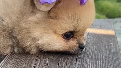 Funny dog video