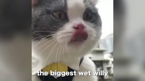 Funny cats #1