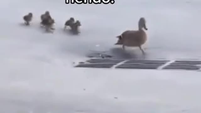 Está mamá perdió Asus patitos