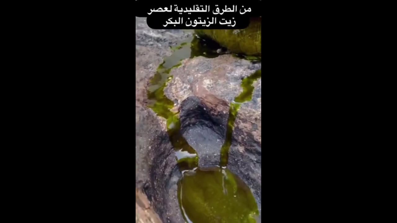 The olive harvest season has started in Palestine,