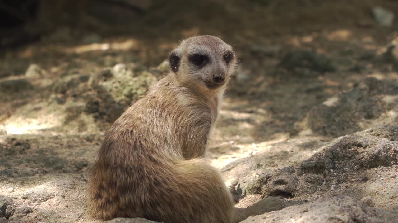 Mongoose.6