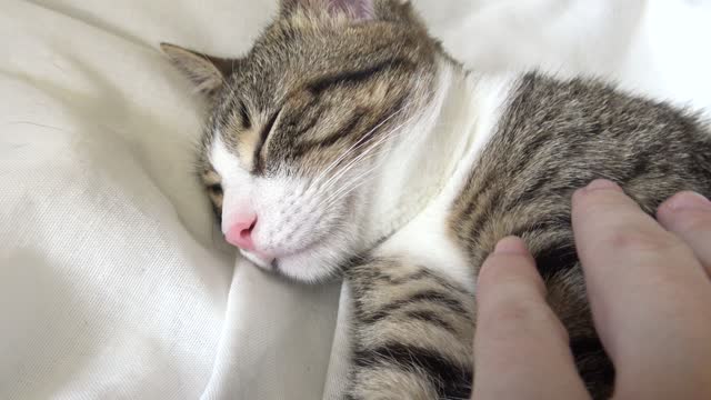 This Is What a Relaxed Cat Looks Like