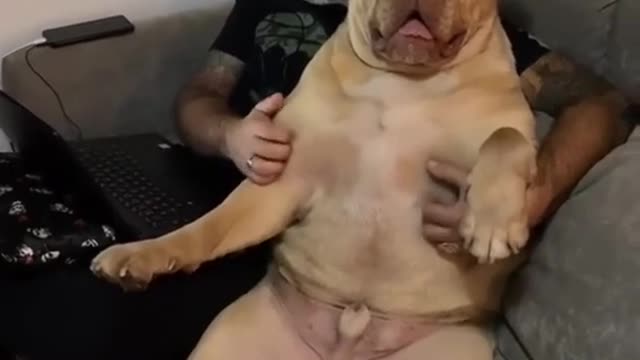 Cuddles for the dog