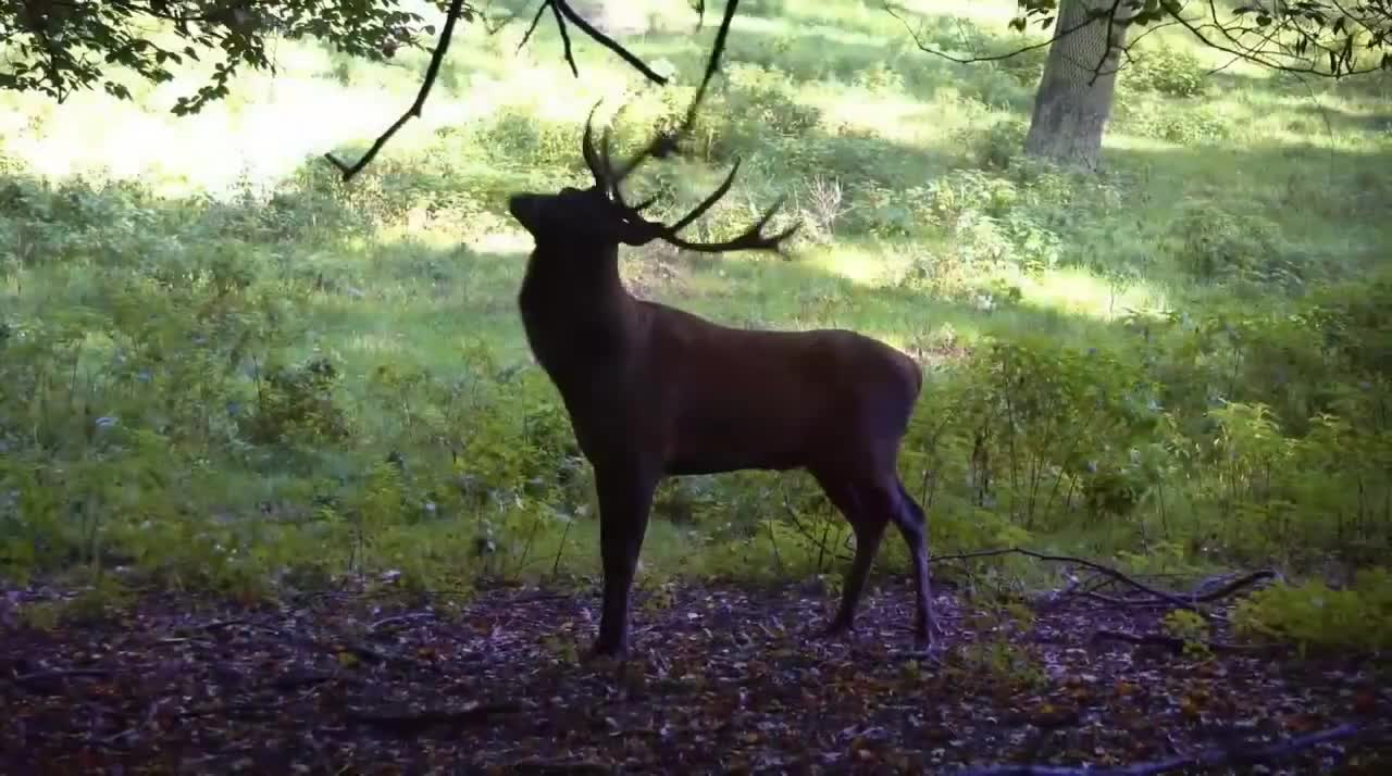 Animals relaxing video