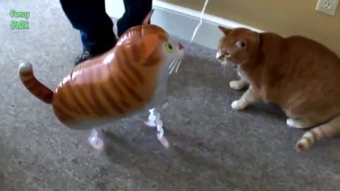 Funny Cats vs Balloons Compilationtv