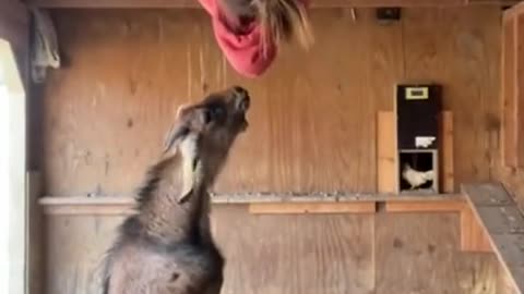 Animals Goat Funny Animal Videos