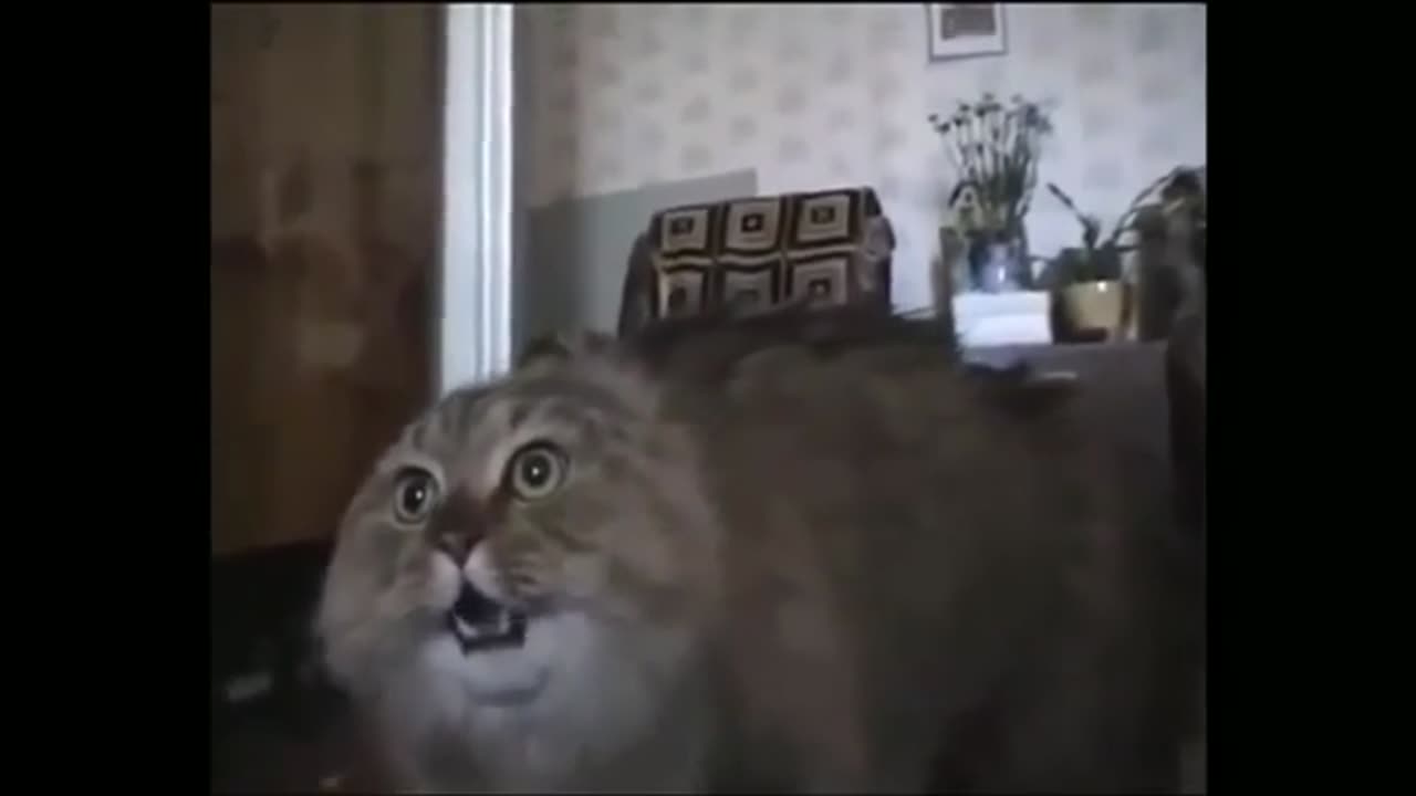 Funny Cat {no no no }LOL