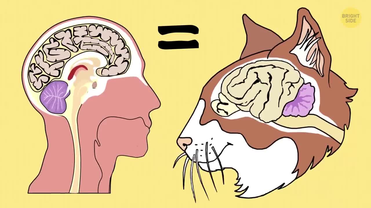 40 Awesome Cat Facts to Understand Them Better!