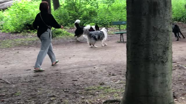 Australian Shepherd Otis