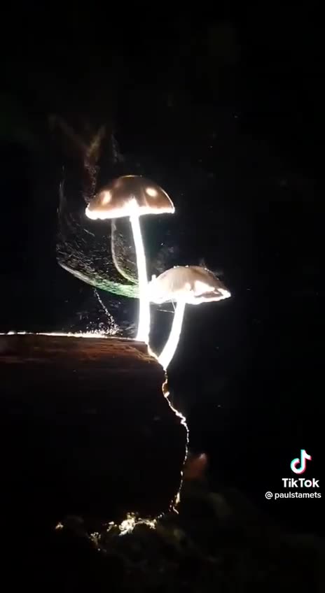 The visual beauty of mushrooms releasing spores into the air captured on video