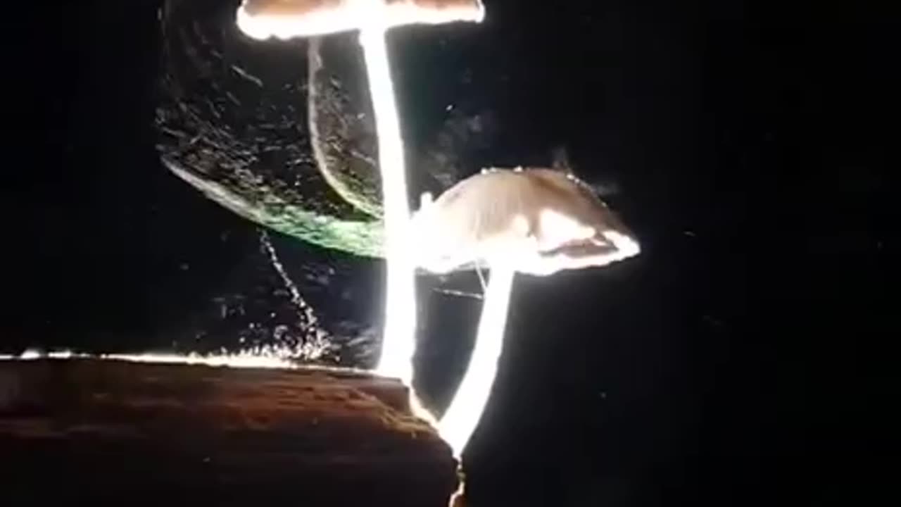 The visual beauty of mushrooms releasing spores into the air captured on video